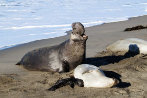 Elephant Seals