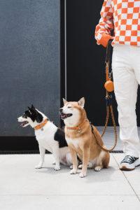 SHIBA & Co.
