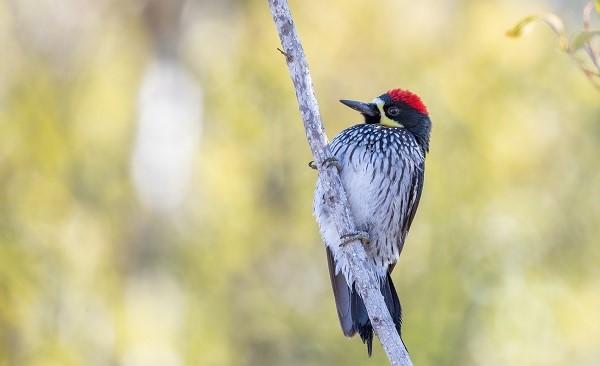 Acorn Woodpecker – Photo Credit: Ian Davies / Macaulay Library at the Cornell Lab of Ornithology