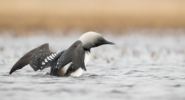 Pacific Loon – Photo Credit: Ian Davies / Macaulay Library at the Cornell Lab of Ornithology