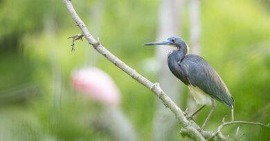 Tricolored Heron – Photo Credit: Ian Davies / Macaulay Library at the Cornell Lab of Ornithology