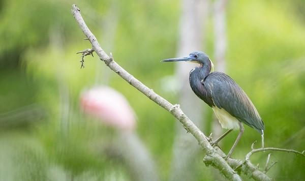 Tricolored Heron – Photo Credit: Ian Davies / Macaulay Library at the Cornell Lab of Ornithology