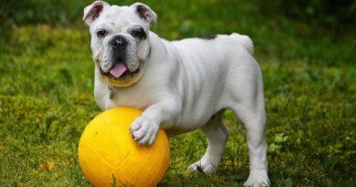 Pet Nutrition