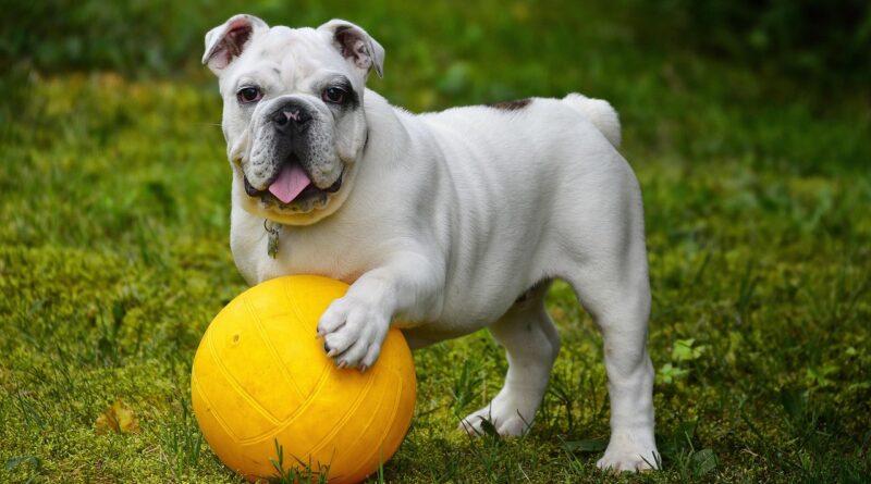 Pet Nutrition