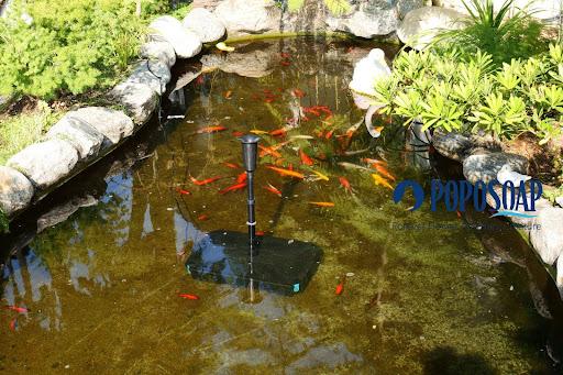 Gear Up for Pond Season with Our Limited-Time Summer Sale
