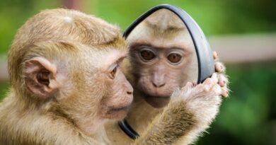 rizz monkey