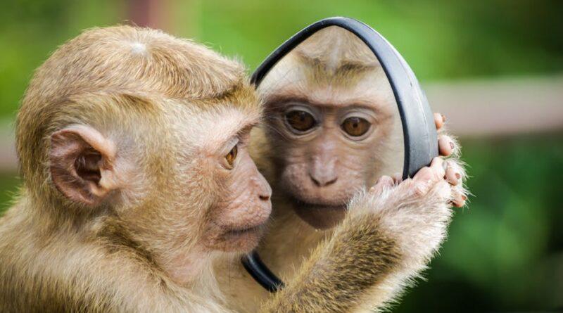 rizz monkey