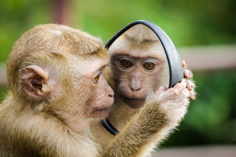 rizz monkey