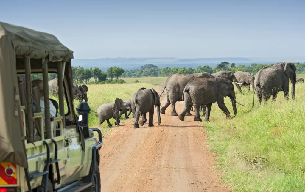 guided wildlife safaris in African national parks