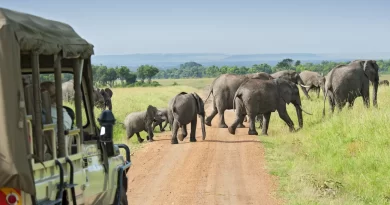 guided wildlife safaris in African national parks