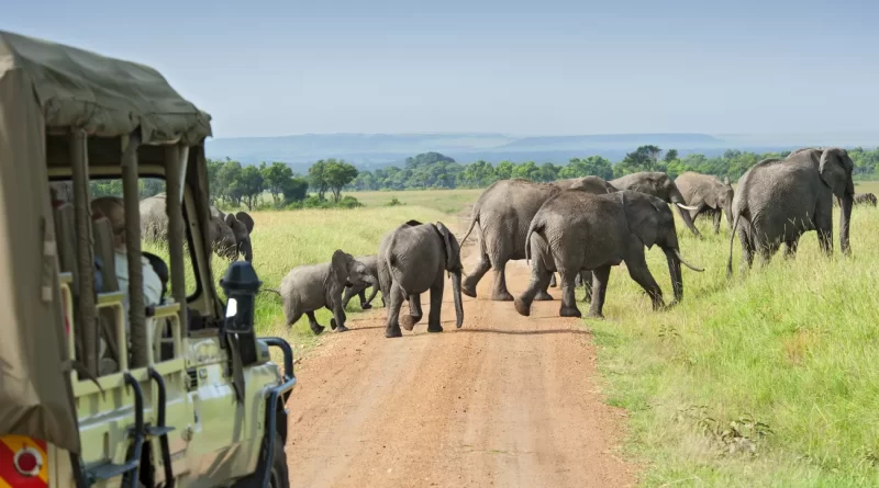 guided wildlife safaris in African national parks