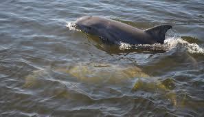 Top Boat Tours