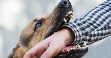 Kentucky Dog Bite Laws