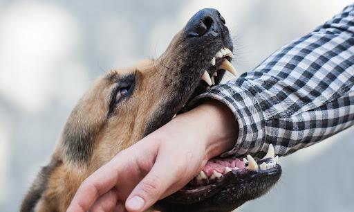 Kentucky Dog Bite Laws