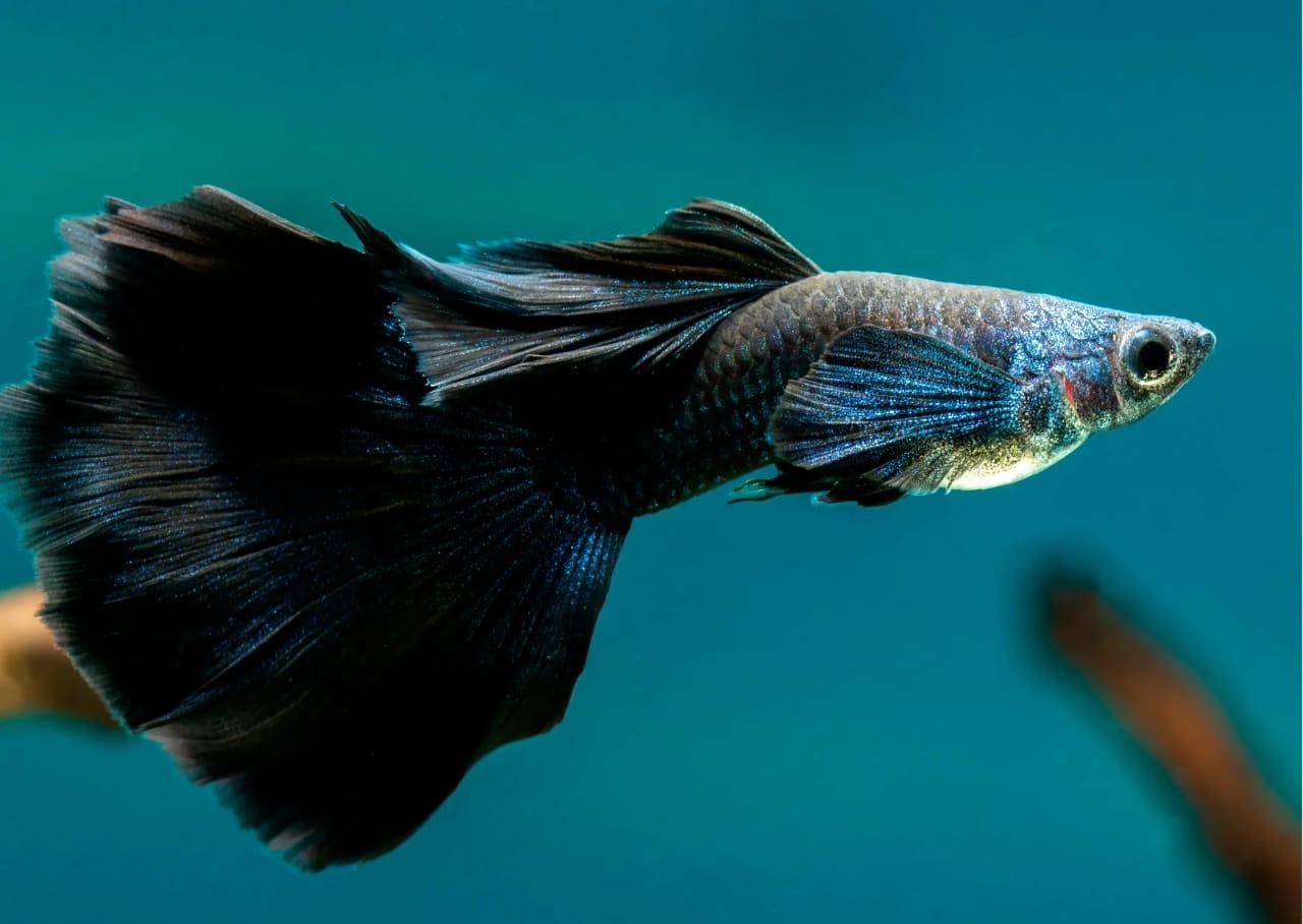 The Colorful Comeback: Why Premium Guppy Fish Are Becoming a