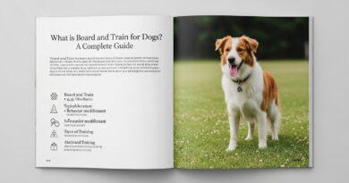 What is Board and Train for Dogs? A Complete Guide