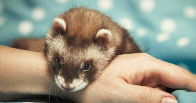 Why New York residents are choosing ferrets as Emotional Support Animals
