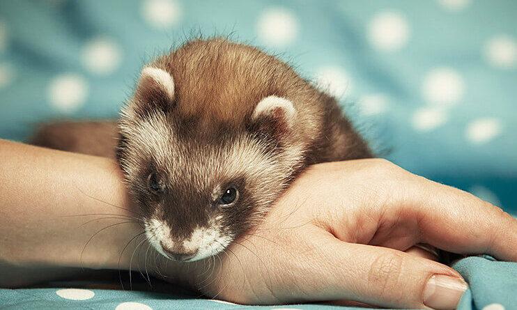 Why New York residents are choosing ferrets as Emotional Support Animals