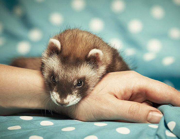 Why New York residents are choosing ferrets as Emotional Support Animals