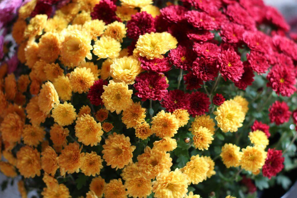 Fresh Flowers