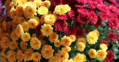 Fresh Flowers