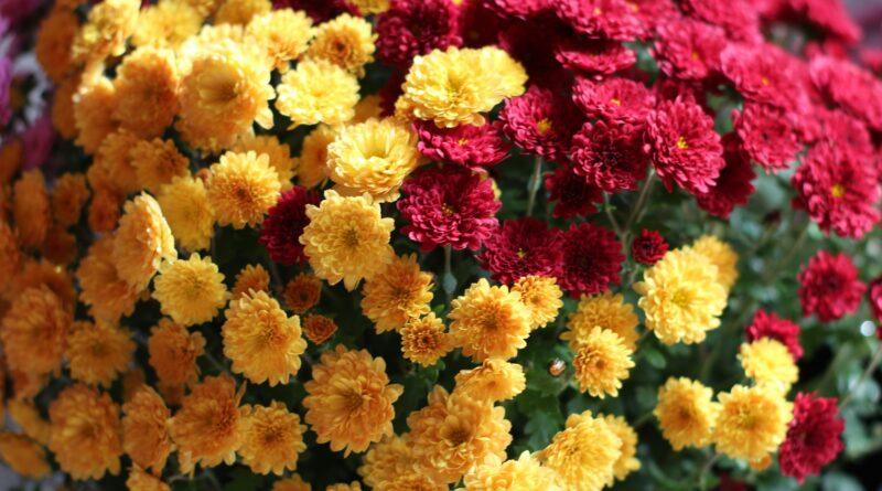Fresh Flowers