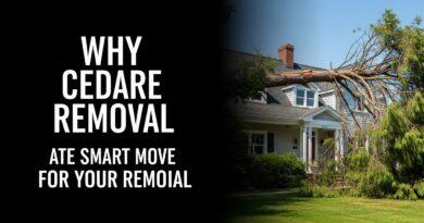 Why Cedar Tree Removal Is a Smart Move for Your Property