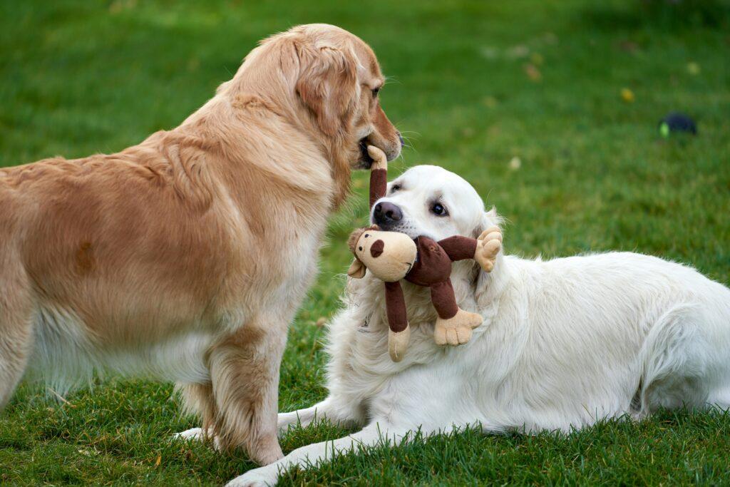 Staten Island’s Dog Parks: Etiquette, Community, and Everyday Life