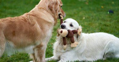 Staten Island’s Dog Parks: Etiquette, Community, and Everyday Life