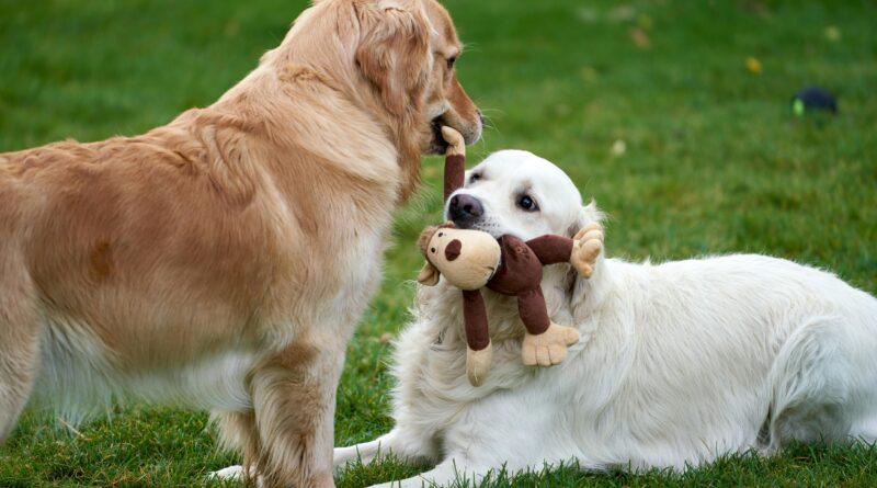 Staten Island’s Dog Parks: Etiquette, Community, and Everyday Life