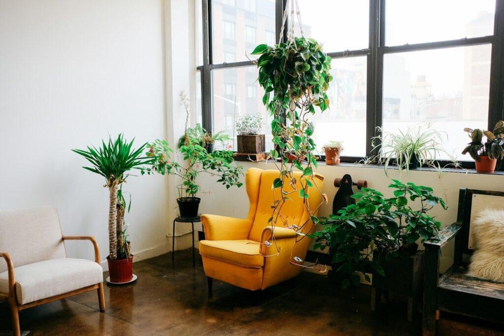 6 Small Space Plants for Stylish City Homes