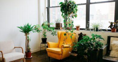 6 Small Space Plants for Stylish City Homes