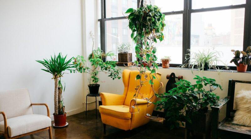 6 Small Space Plants for Stylish City Homes