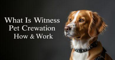 What Is Witness Pet Cremation and How Does It Work?