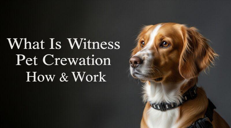 What Is Witness Pet Cremation and How Does It Work?