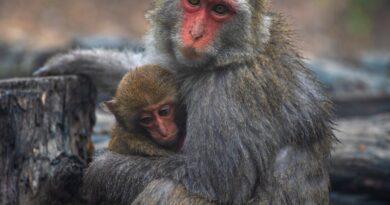 punch the monkey
