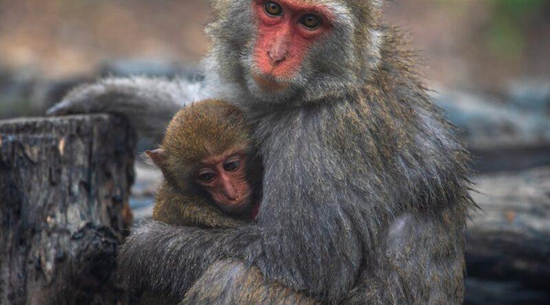 punch the monkey