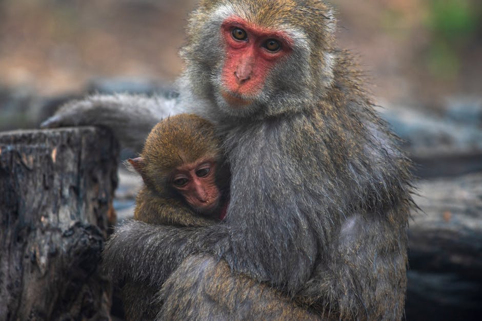 punch the monkey