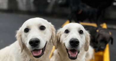 How Dog Daycare Supports Socialization, Routine, and Daily Well Being for Pets