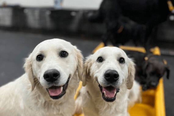 How Dog Daycare Supports Socialization, Routine, and Daily Well Being for Pets