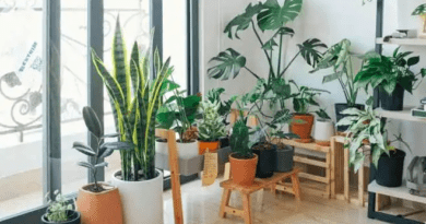 How Clean Indoor Environments Improve Air Quality and Support Healthier Living