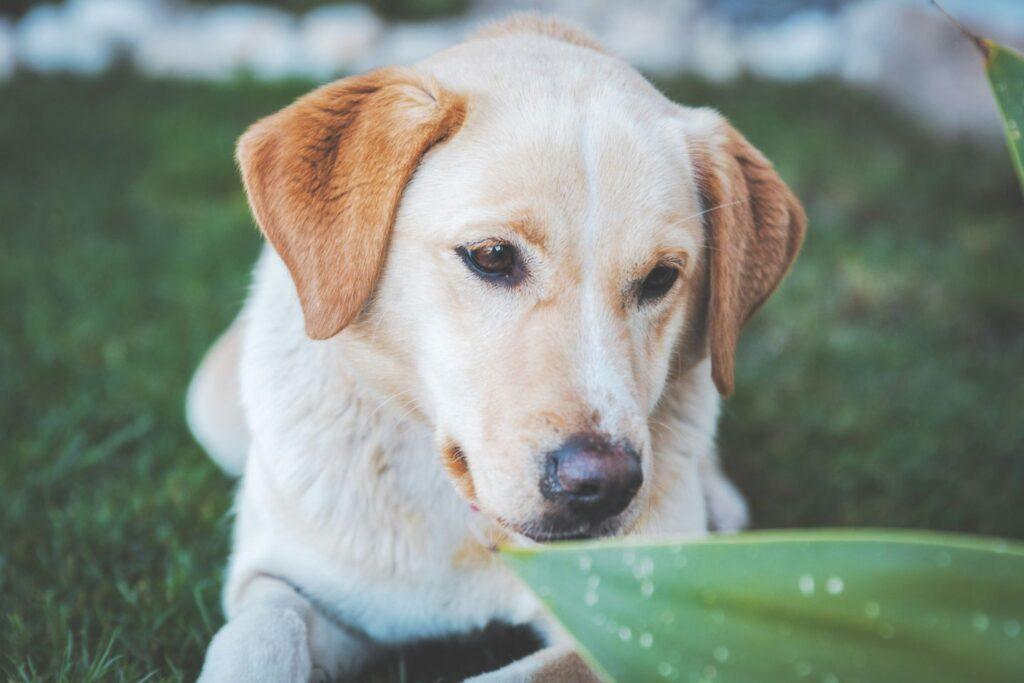 Preventing Flea, Tick, and Mosquito Bites in Pets