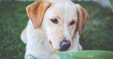 Preventing Flea, Tick, and Mosquito Bites in Pets
