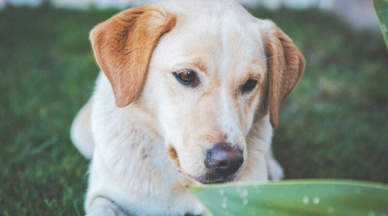 Preventing Flea, Tick, and Mosquito Bites in Pets