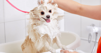 The Importance of Dog Bathing for Maintaining Hygiene and Supporting Skin Health