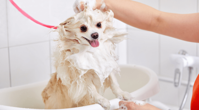 The Importance of Dog Bathing for Maintaining Hygiene and Supporting Skin Health