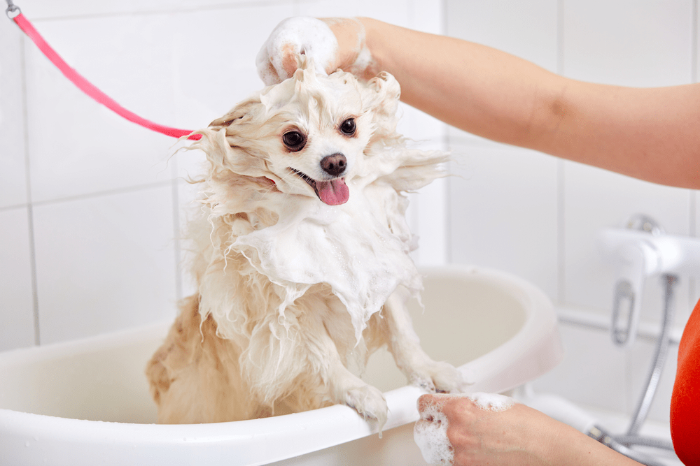 The Importance of Dog Bathing for Maintaining Hygiene and Supporting Skin Health