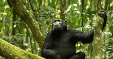 3-Day Chimpanzee Trekking in Gombe Stream National Park