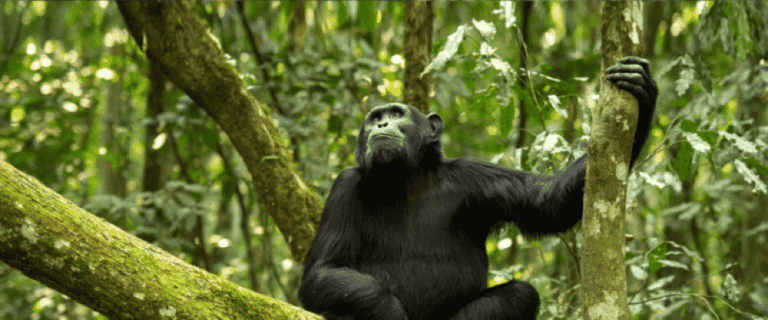 3-Day Chimpanzee Trekking in Gombe Stream National Park