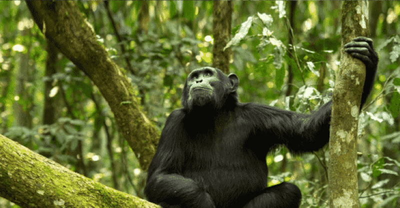 3-Day Chimpanzee Trekking in Gombe Stream National Park